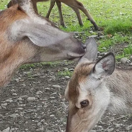 Bergbluete Bad Harzburg
