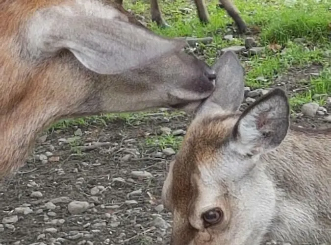 Bergblüte Bad Harzburg